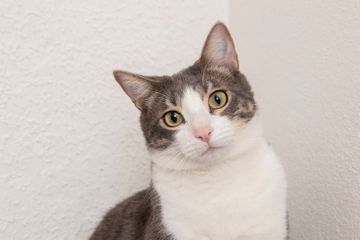 5 Makanan yang Baik untuk Kucing Mencret, Bolehkah Makan Wet Food ...