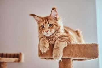 5 Cara Mengobati Kucing Mencret yang Alami, Udah tahu Belum ...