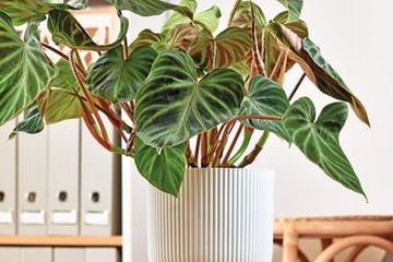dark elephant ear plant Alocasia Dark Star Elephant Ear Plant in 10 in. (3 Gal.) Nursery Pot –  OnlinePlantCenter main image 0