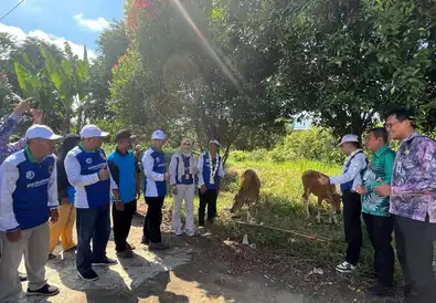 Disnakertrans Kalsel Serahkan Bantuan 7 Ekor Bibit Sapi Ke Desa Danda Jaya Barito Kuala