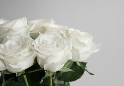 Arti Mawar Putih dan Sejarahnya, Simbol dari Cinta dan Kemurnian