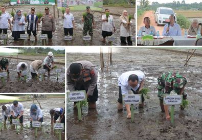 Demi Dukung Ketahanan Pangan, Pemkab Bangka Tengah Genjot Tanam Padi 40 Hektare 