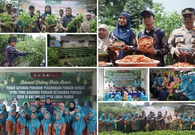 Panen Sayur P2B di Lubuk Pabrik: KWT Melati Sukses Dukung Ketahanan Pangan Desa