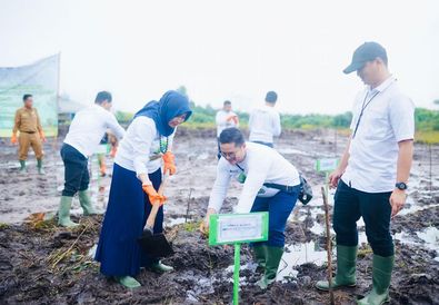 Dukung Energi Bersih, PLN UIW Babel Tanam 10.000 Bibit Pohon Kaliandra melalui Program TJSL di Belitung Timur