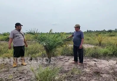 Alih Fungsi Sawah di Bangka Selatan Dosorot DPRD BAbel, Rina Tarol Desak Penegakan Hukum  