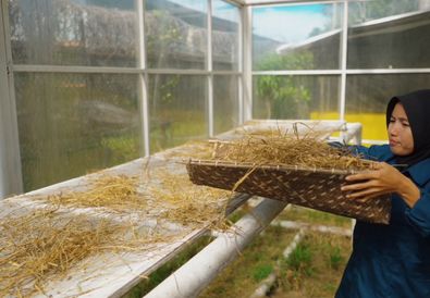 PHR Zona 4 Dorong Petani Pengabuan Mandiri Lewat Pengolahan Limbah Jerami
