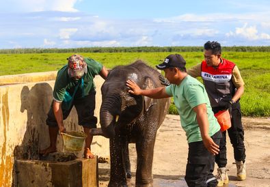 Kilang Plaju Dukung Konservasi Gajah Sumatera di Sumsel, Rawat Warisan Alam