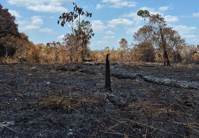 Duka Laman Satong: Kebakaran Hutan Hanguskan Puluhan Ribu Pohon Hasil Reforestasi