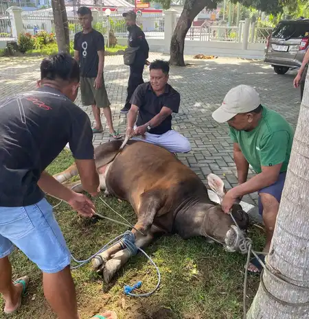 Momen Idul Adha 1446 H, BRI BO Limboto Gelar Pemotongan Hewan Kurban