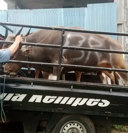 BRI Cabang Ternate Salurkan Bantuan Hewan Kurban ke Emapt Masjid