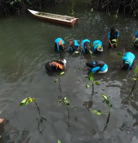 Selamatkan Pesisir Malili, PT Vale Tanam 2.000 Mangrove dan Restorasi Terumbu Karang