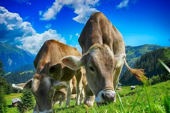 15 Fakta Unik Mengenai Sapi, Kamu Perlu Ketahui Maksud Suara ‘Moo ...