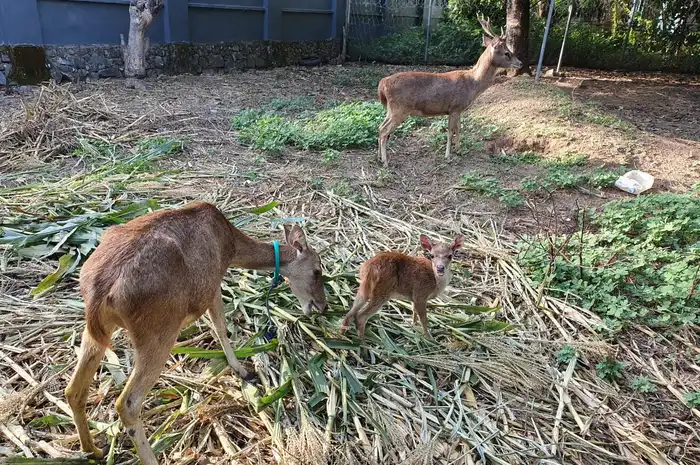 Mengenal Ifati, Bayi Rusa Timor Lahir dengan Selamat di Takalar - Sonora.id