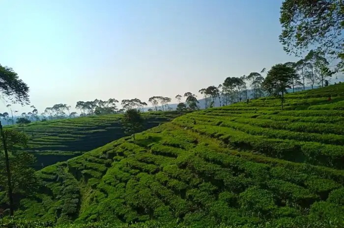 Kebun Teh Medini Kendal, Suguhkan Keindahan Lereng Gunung Ungaran ...