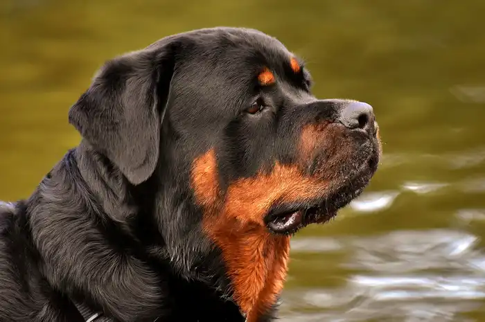 8 Arti Mimpi Digigit Anjing Berdasarkan Letaknya, di Bahu atau di Kaki ...
