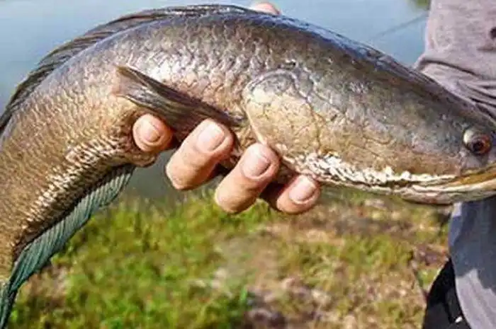 Pantas Dijual Mahal di Luar Negeri, Ikan Rawa Asli Indonesia Ini ...