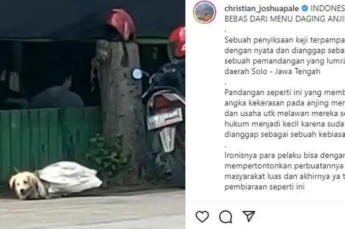 Marak Penjualan Daging Anjing di Soloraya, Bagaimana Regulasi UU-nya ...