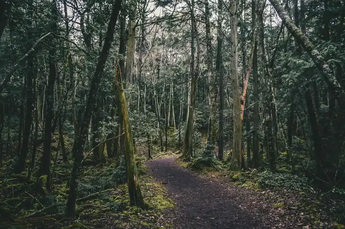 5 Fakta Aokigahara yang Terkenal sebagai Hutan Bunuh Diri di Jepang