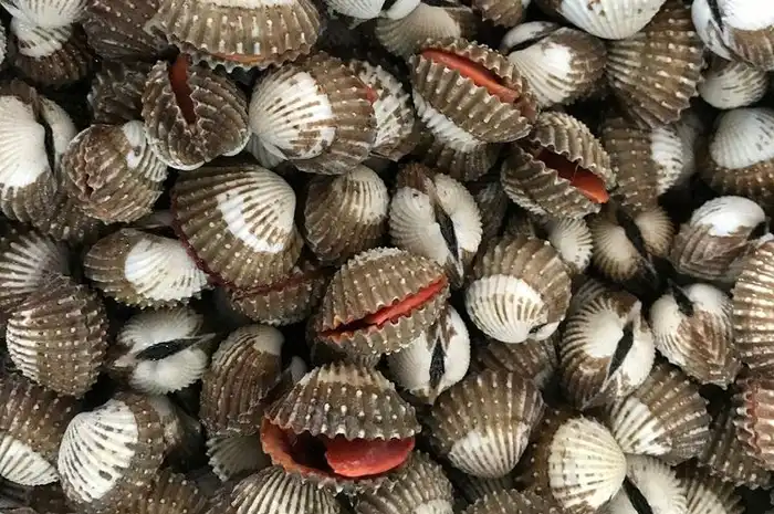 Emak-emak Tolong Disimak! Jangan Masak Kerang Jika Ada Orang dengan ...