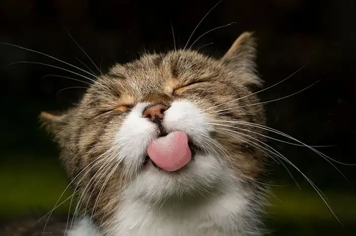5 Tanda-tanda Kucing Peliharaan Mau Mati, Siapkan Hati dan Mental ...