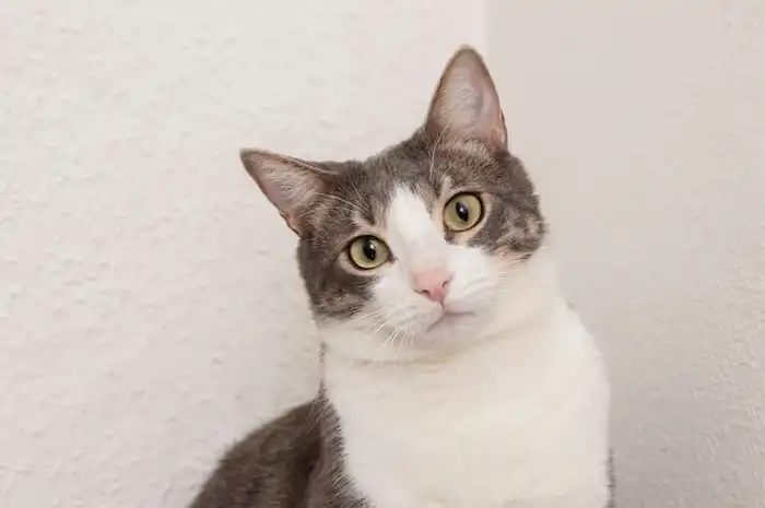 5 Fakta Menarik Soal Kucing Belang Tiga yang Tak Pernah Disangka Orang ...