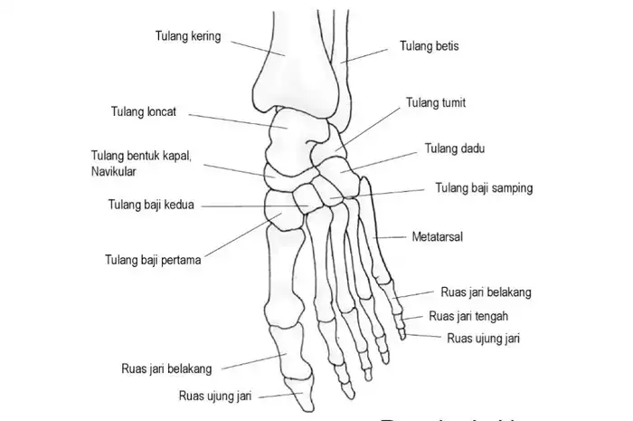 Fungsi Tulang Jari Kaki Lengkap dengan Anatomi serta Ancamannya - Sonora.id