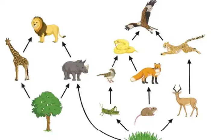 Contoh Jaring-Jaring Makanan di Darat, Sawah, dan Laut - Sonora.id