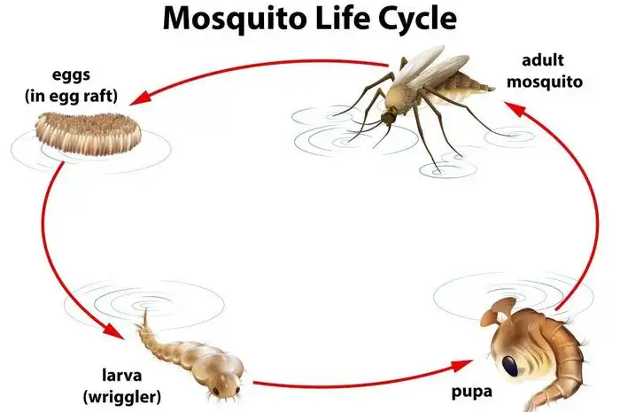 Aedes Aegypti