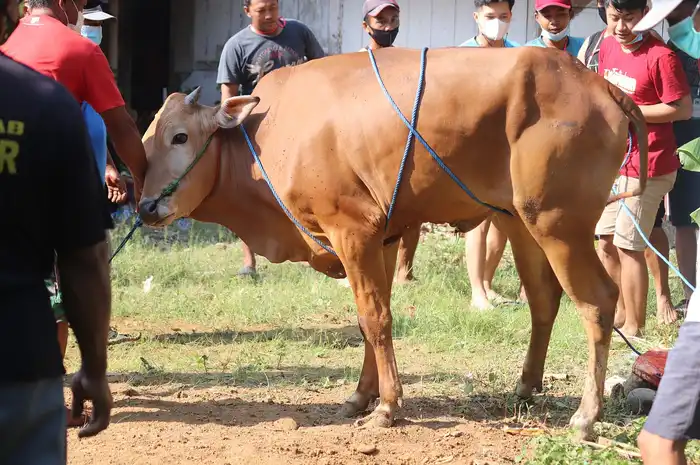 Cara Mengolah Kulit Sapi Kurban, Lengkap dengan Resep yang Lezat ...
