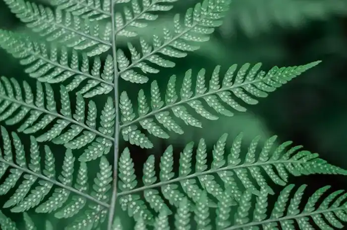 Jenis-jenis Tumbuhan Paku dan Penjelasannya - Sonora.id