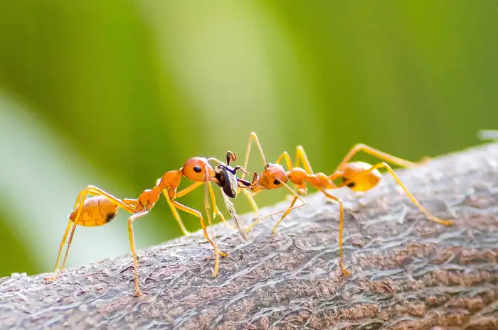 6 Cara Mudah dan Ampuh Mengusir Semut Pakai Bahan di Rumah - Sonora.id