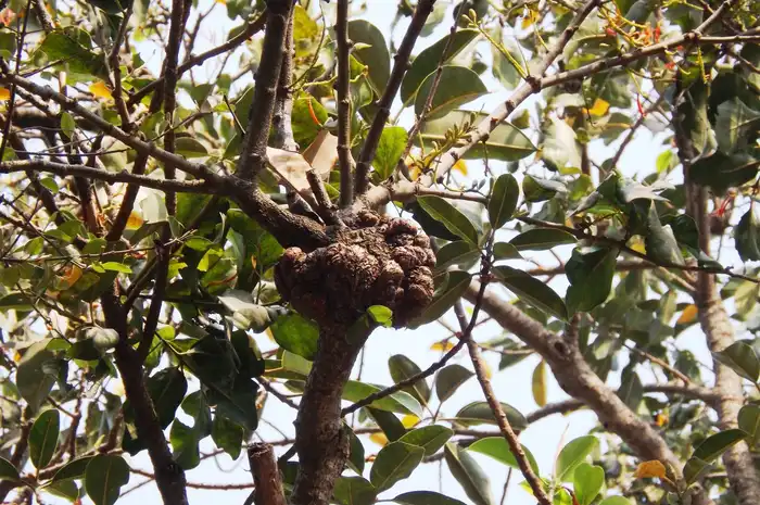 Benalu Termasuk Jenis Tumbuhan Apa? Simak Jawabannya dalam Artikel Ini