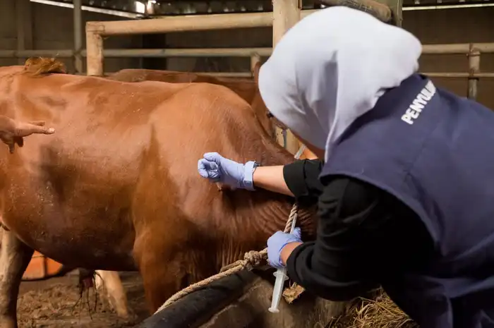 Cegah Penularan PMK, 500 Ekor Sapi Di Kota Bandung Divaksin - Sonora.id
