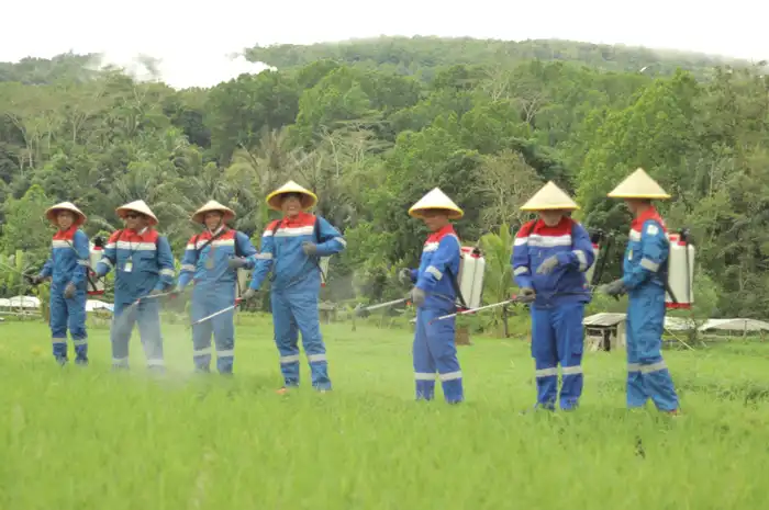 Penyemprotan perdana pupuk yang dibuat dari endapan panas bumi terhadap tanaman padi di kawasan Lao-Lao Geothermal Park, Kelurahan Tondangow, Kecamatan Tomohon Selatan, Kota Tomohon, Sulawesi Utara. (Foto Dok PGE Area Lahendong)