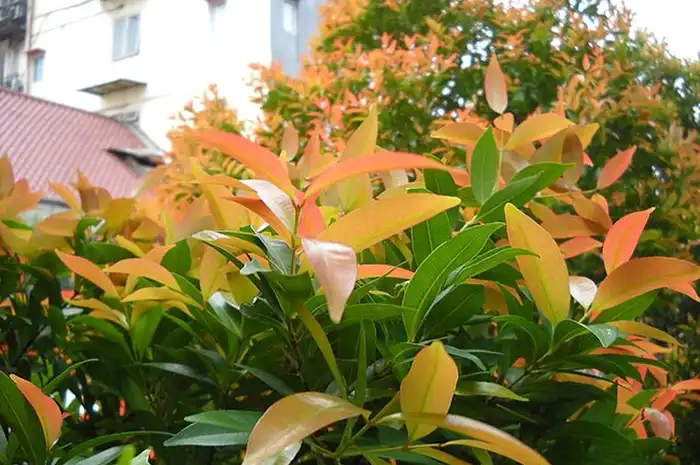 Ilustrasi 7 Manfaat Daun Pucuk Merah untuk Kesehatan dan Cara Mengolahnya