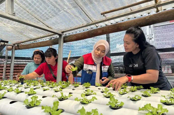 program pendampingan penanaman bibit sayuran berbasis hidroponik bagi Kelompok Wanita Tani (KWT) Candi Berdaya.