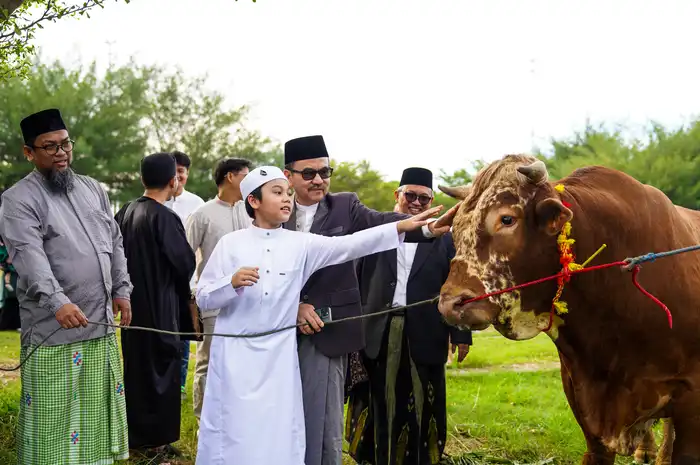 Sekda Sulsel Jufri Rahman saat menyaksikan sapi kurban bantuan Presiden Prabowo Subianto seberat 1,2 ton usai Salat Iduladha di Masjid Kubah 99 Asmaul Husna, Makassar, Jumat (6/6/2025).