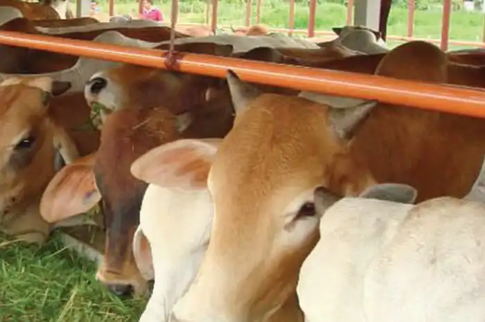 Pemotongan 3-5 Sapi per Hari Penuhi Kebutuhan Daging Warga PPU - Sonora.id