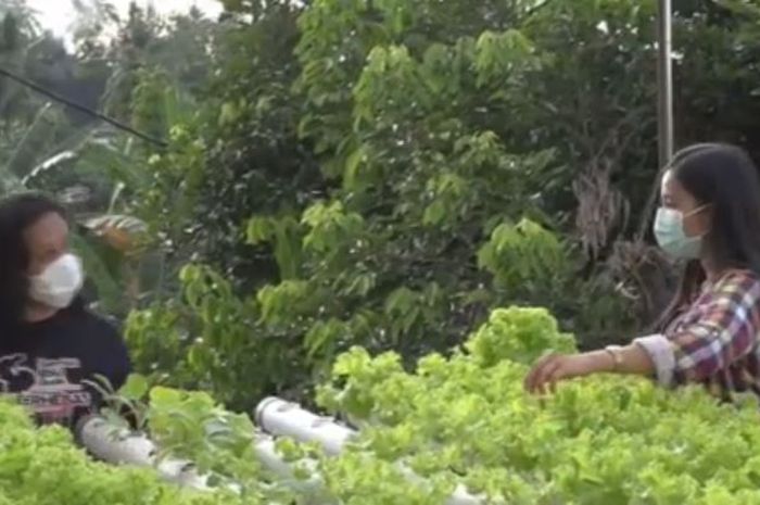 Hidroponik Saat Ini Menjadi Tren Berkebun Masyarakat Urban Manado ...