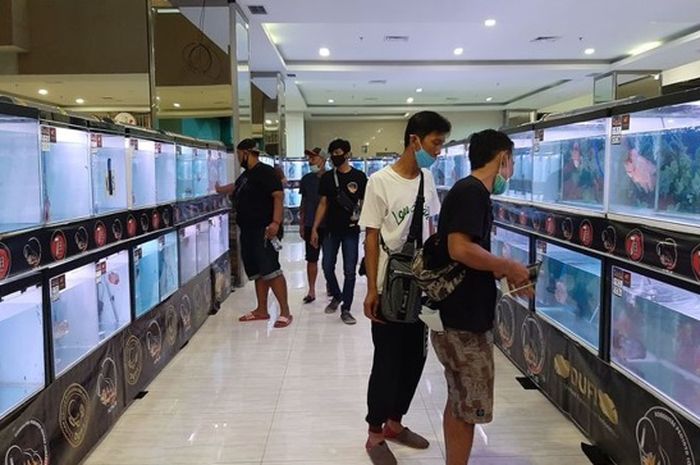 Pameran Ikan Louhan yang Unik Diselenggarakan di Mall Sentralland