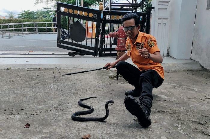 Salah seorang anggota Animal Rescue mengamankan kobra