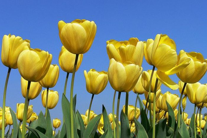 5 fakta unik bunga tulip