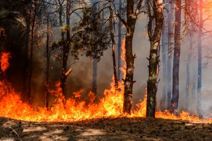 Usaha Tidak Akan Mengkhianati Hasil, 3 Arti Mimpi Kebakaran Untuk Petuah  Hidup! - Sonora.id