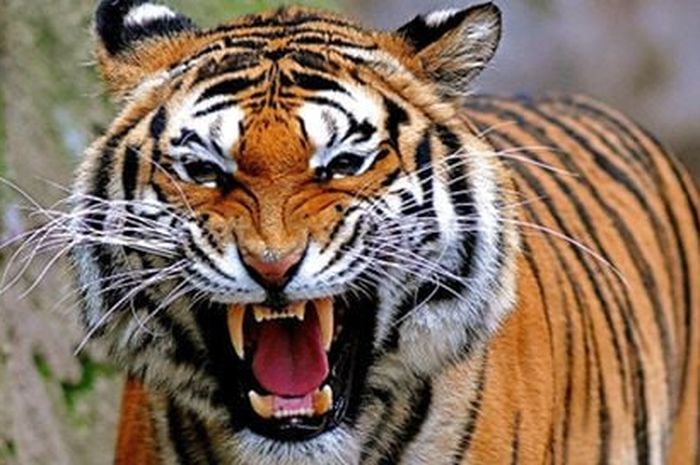 Tidak Dipahami Oleh Keluarga; Begini 6 Arti Mimpi Digigit Harimau -  Sonora.id