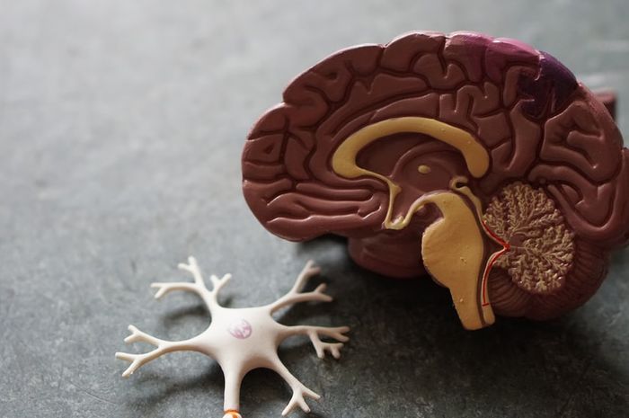 4 fakta unik otak manusia