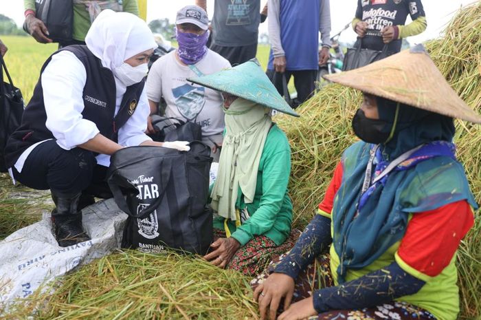 Panen Raya Di Tuban, Jatim Jadi Produsen Padi Terbesar Di Indonesia ...