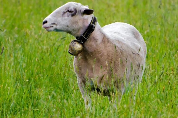 Makna Lagu ‘Anak Kambing Saya’, Ternyata Bukan Mencari Kambing - Sonora.id
