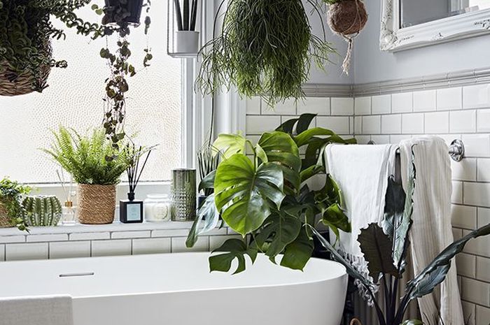 Ilustrasi tanaman di kamar mandi.