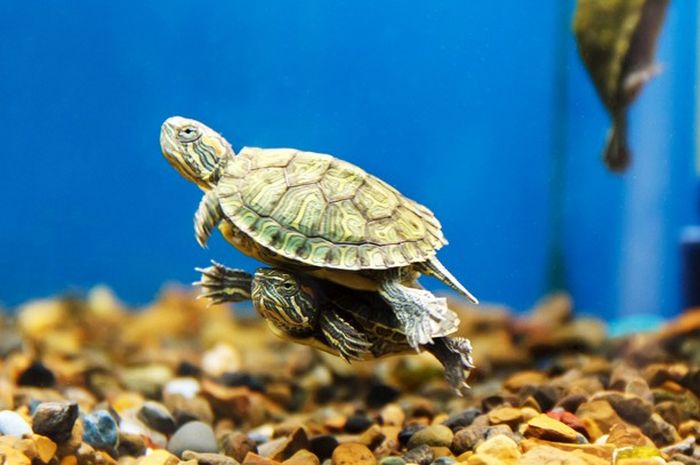 Kura-kura sebagai hewan peliharaan yang dipercaya undang rezeki datang