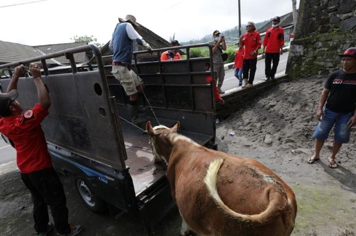 Petugas BNPB mengevakuasi sapi milik warga pasca merebaknya kasus PMK di Indonesia